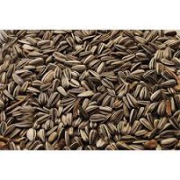 Girasol con cascara